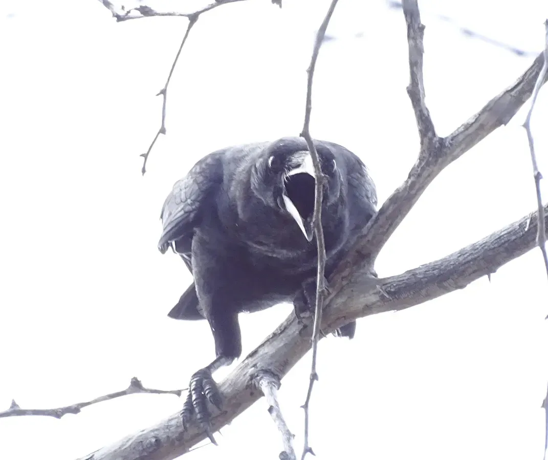 File:Corvus palmarum, Duverge, Dominican Republic 2.jpg