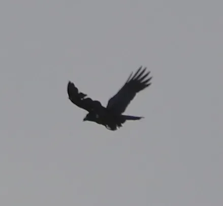 File:Corvus palmarum, La Romana, Dominican Republic 1.jpg