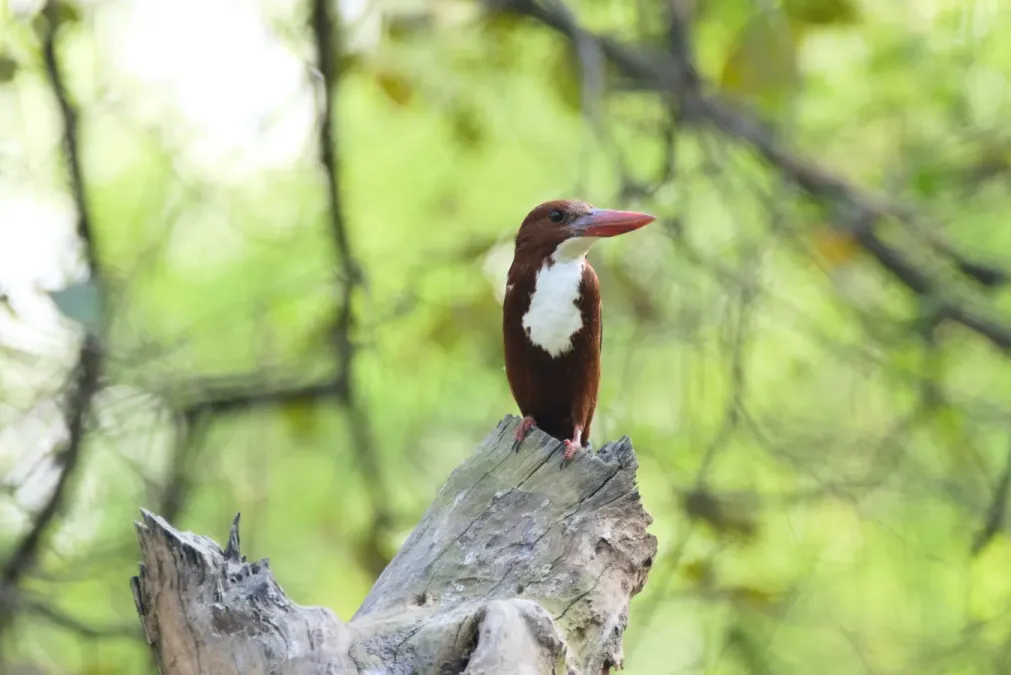 File:White-throated kingfisher (Halcyon smyrnensis) at Roorkee, Uttarakhand 01.jpg