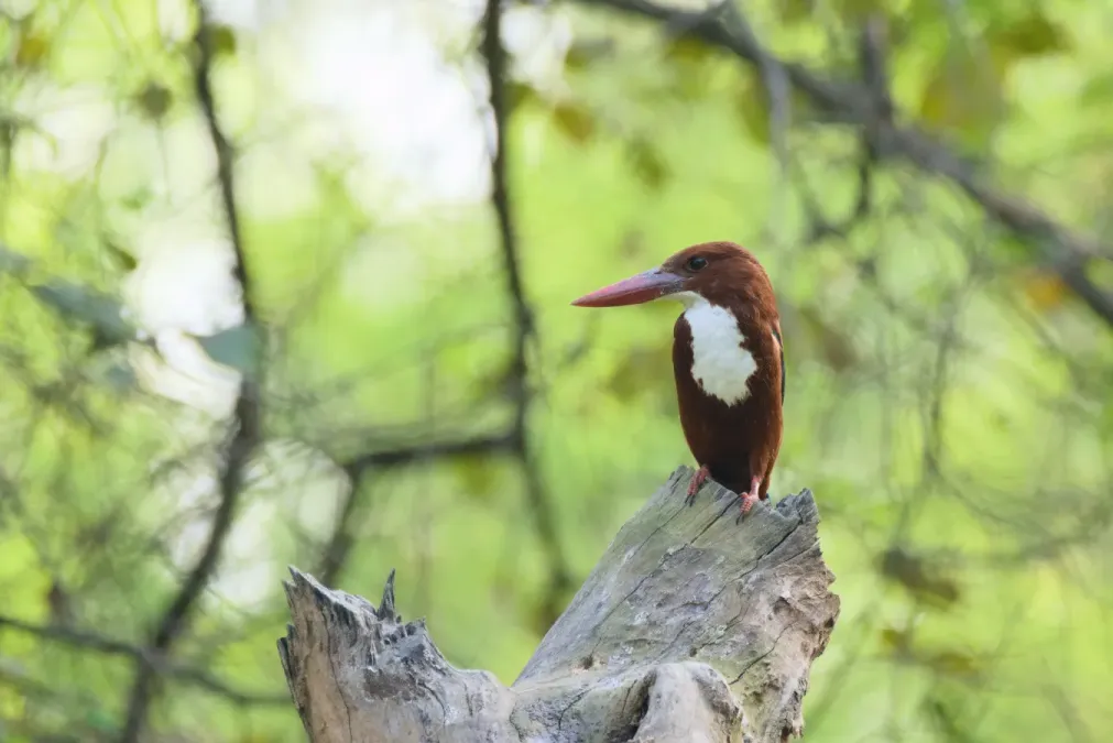 File:White-throated kingfisher (Halcyon smyrnensis) at Roorkee, Uttarakhand 03.jpg