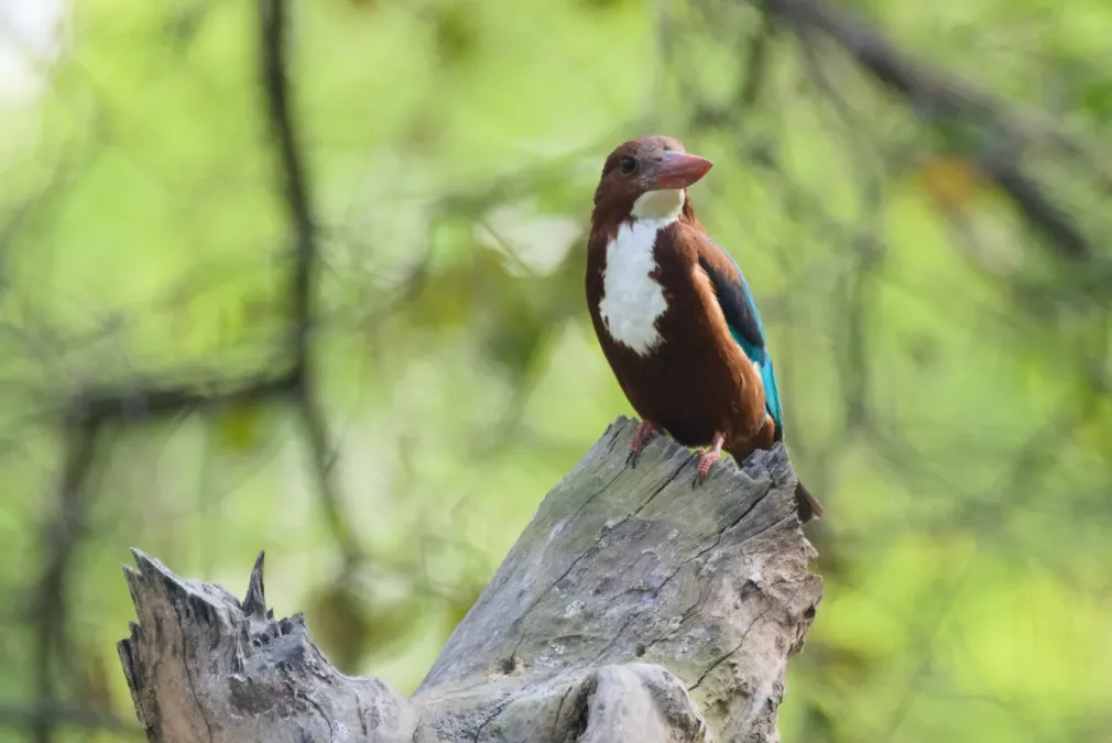 File:White-throated kingfisher (Halcyon smyrnensis) at Roorkee, Uttarakhand 05.jpg