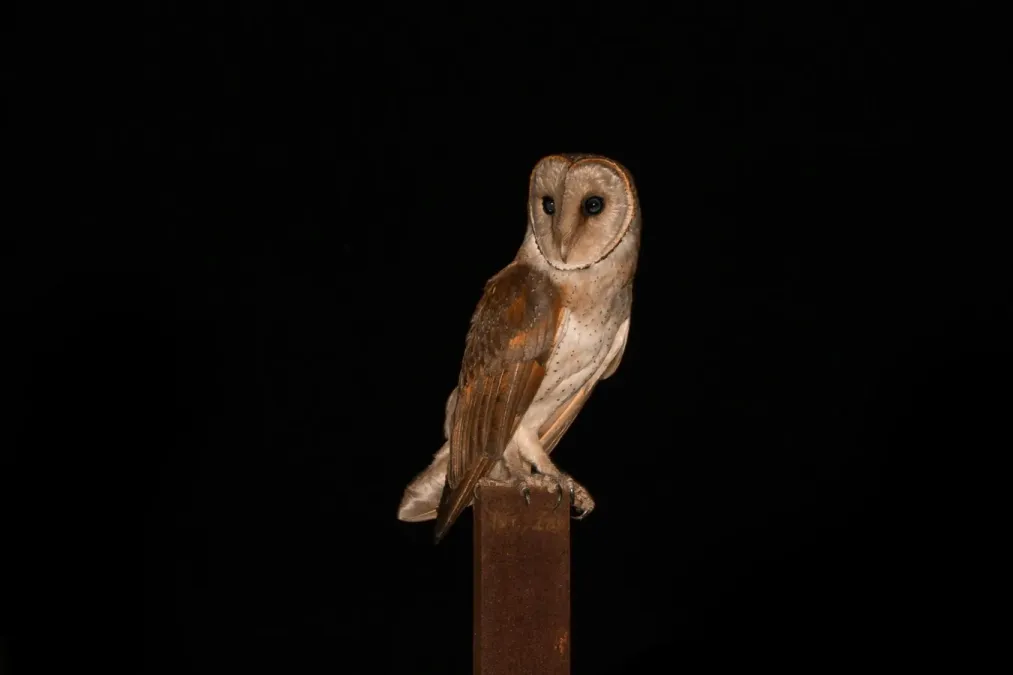 File:Eastern Barn Owl - Tyto javanica, Pune, India.jpg