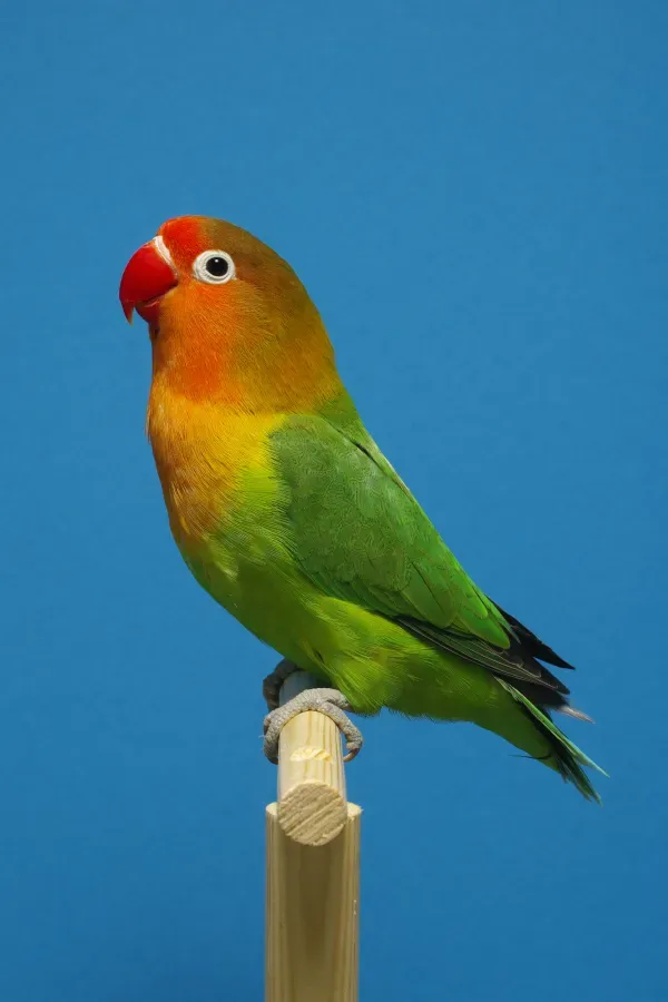 File:Agapornis fischeri - Pfirsichköpfchen - Unzertrennliche - Wildfarbig - Deutscher Kanarien- und Vogelzüchterbund (DKB) - Vogelbund - Johann Alexi.jpg