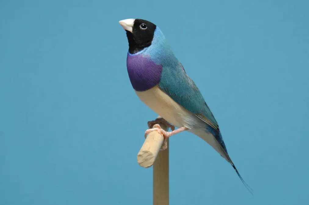 File:Chloebia gouldiae - Gouldamadine - Blaue Mutation - Deutscher Kanarien- und Vogelzüchterbund (DKB) - Vogelbund - Johann Alexi.jpg