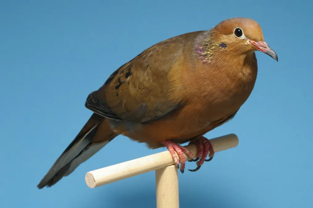 File:Zenaida graysoni - Socorrotaube - Wildfarbig - Deutscher Kanarien- und Vogelzüchterbund (DKB) - Vogelbund - Johann Alexi.jpg