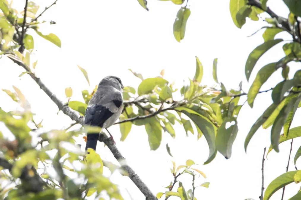 File:Pyrrhula erythaca owstoni 2.jpg