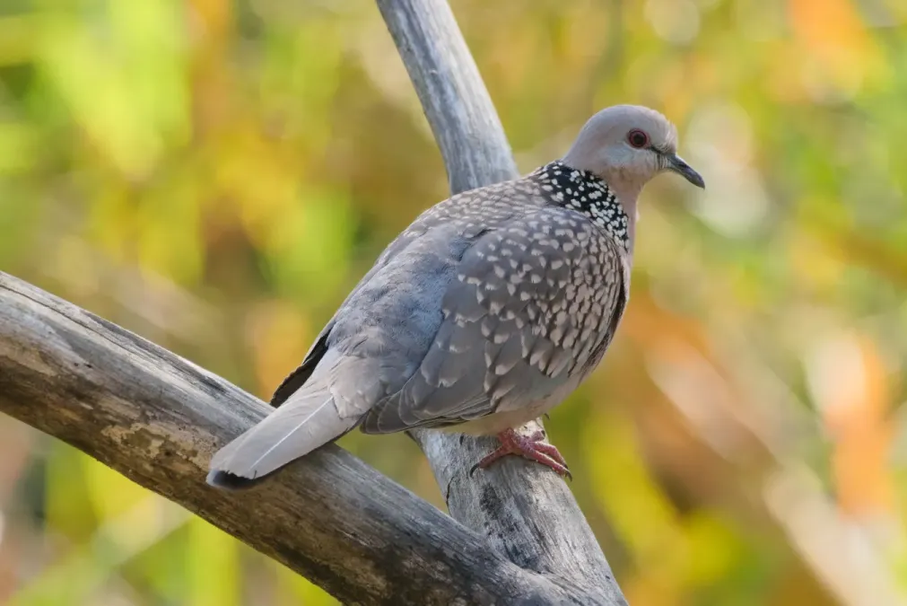 File:Spotted dove (Spilopelia chinensis) at Kairwaan goa, Uttarakhand 03.jpg