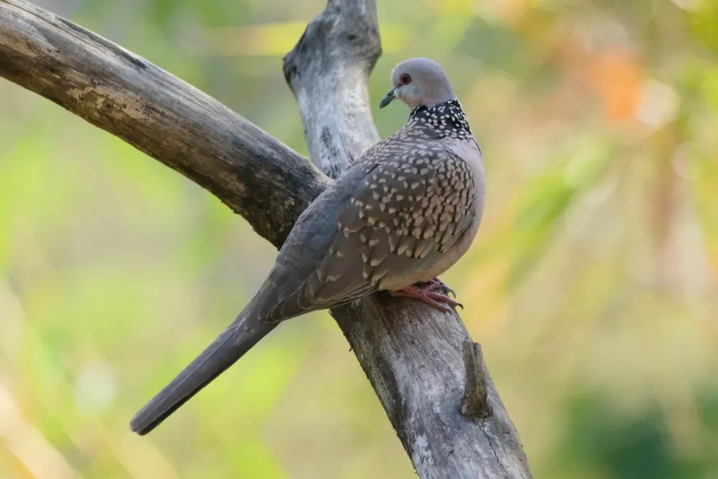 File:Spotted dove (Spilopelia chinensis) at Kairwaan goa, Uttarakhand 02.jpg