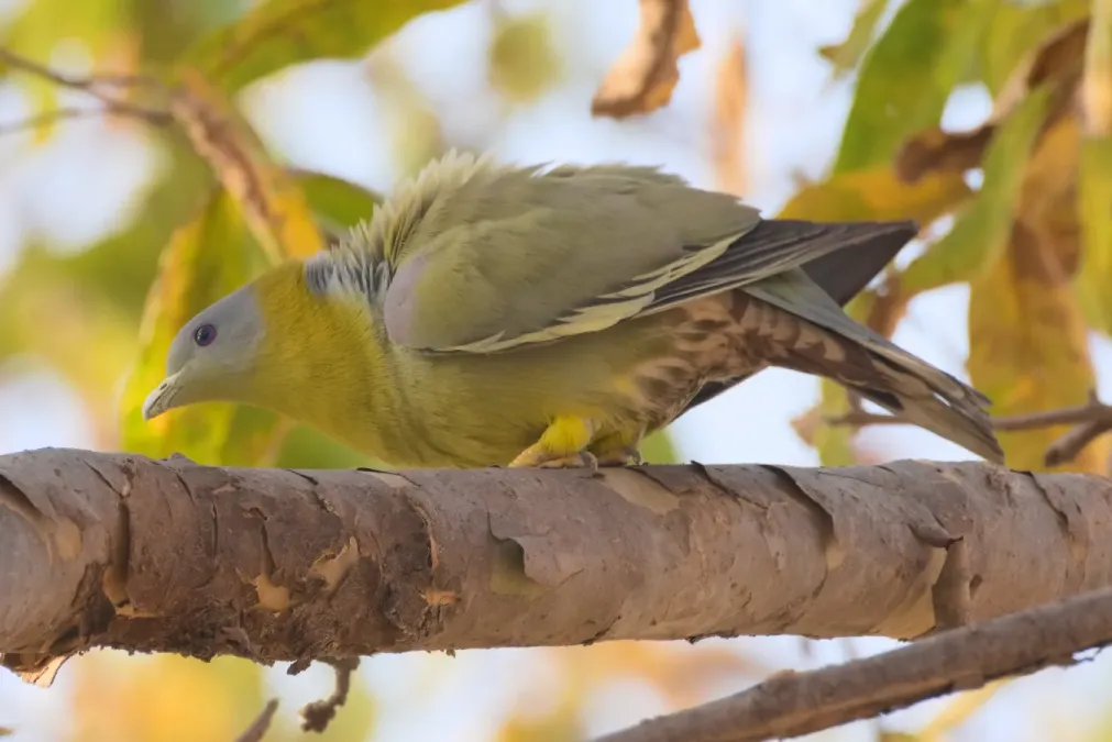 File:Yellow-footed green pigeon (Treron phoenicopterus) near Nasirpur, Patiala 01.jpg