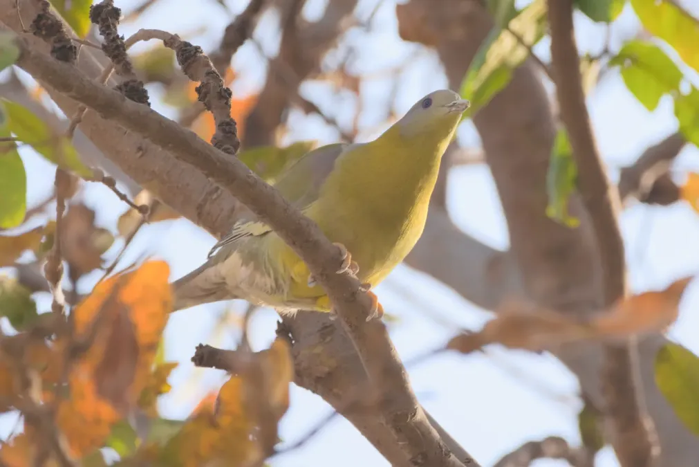 File:Yellow-footed green pigeon (Treron phoenicopterus) near Nasirpur, Patiala 02.jpg