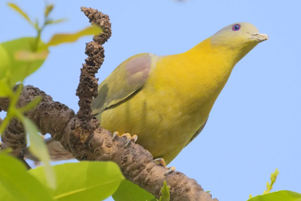 File:Yellow-footed green pigeon (Treron phoenicopterus) near Nasirpur, Patiala 03.jpg