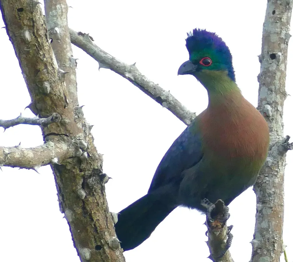 File:Purple-crested Turaco (Gallirex porphyreolophus) (51990157026).jpg