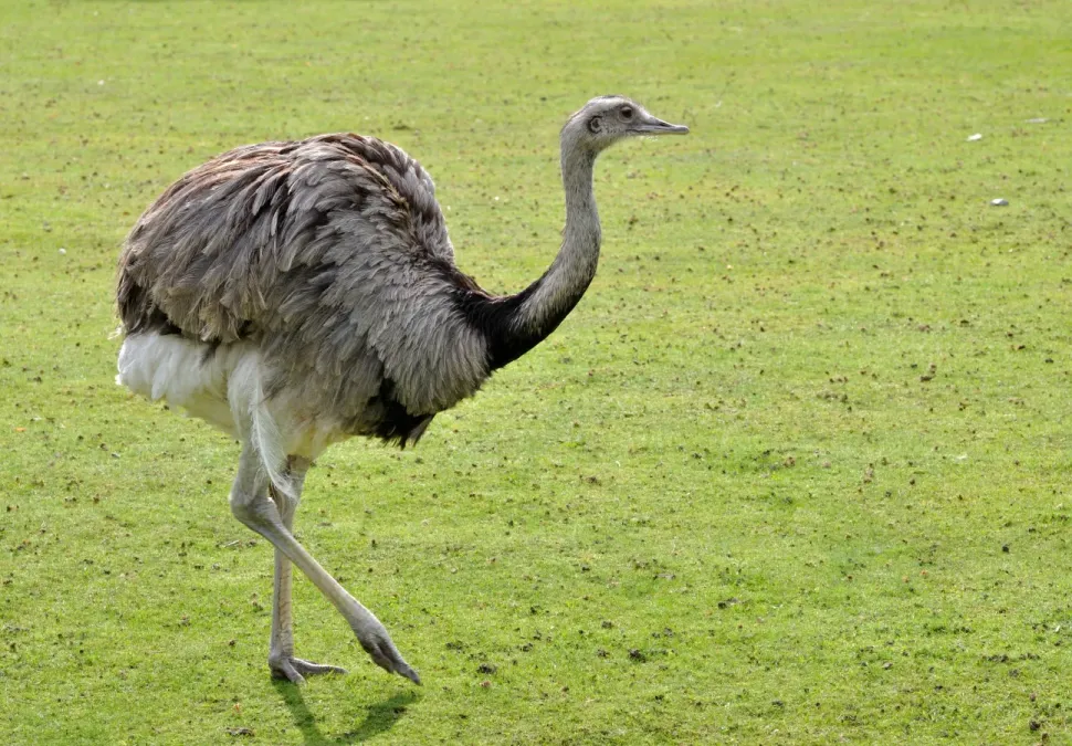File:Rhea americana qtl2.jpg