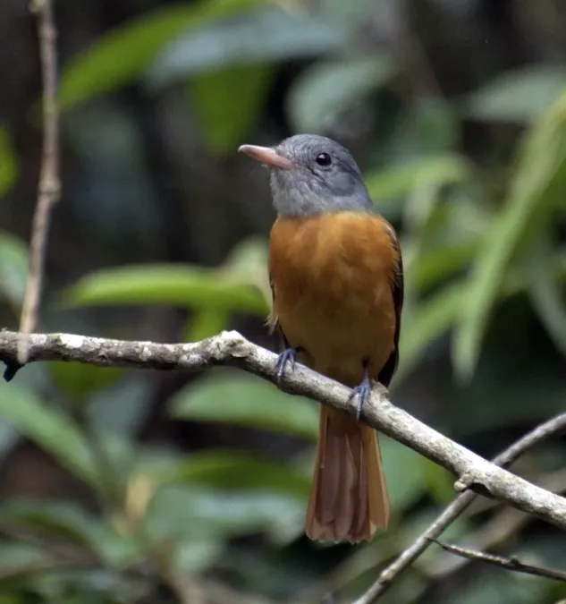 File:Attila rufus -Vale do Ribeira, Registro, Sao Paulo, Brasil-8.jpg