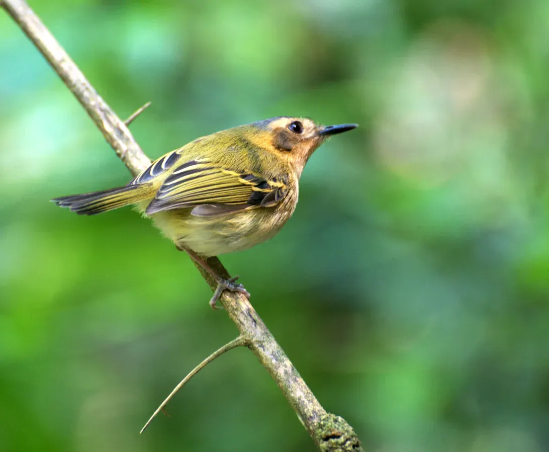 File:Poecilotriccus plumbeiceps -Parque Estadual da Serra da Cantareira, Sao Paulo, Brasil-8.jpg