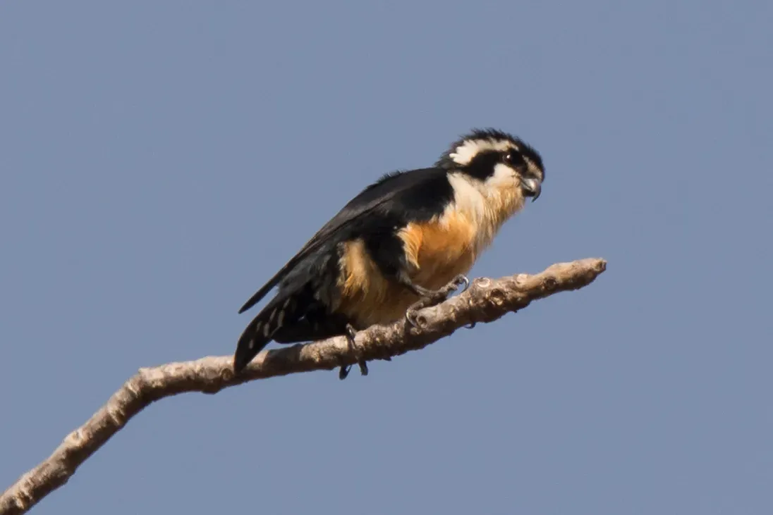 File:Microhierax fringillarius 64412872.jpg