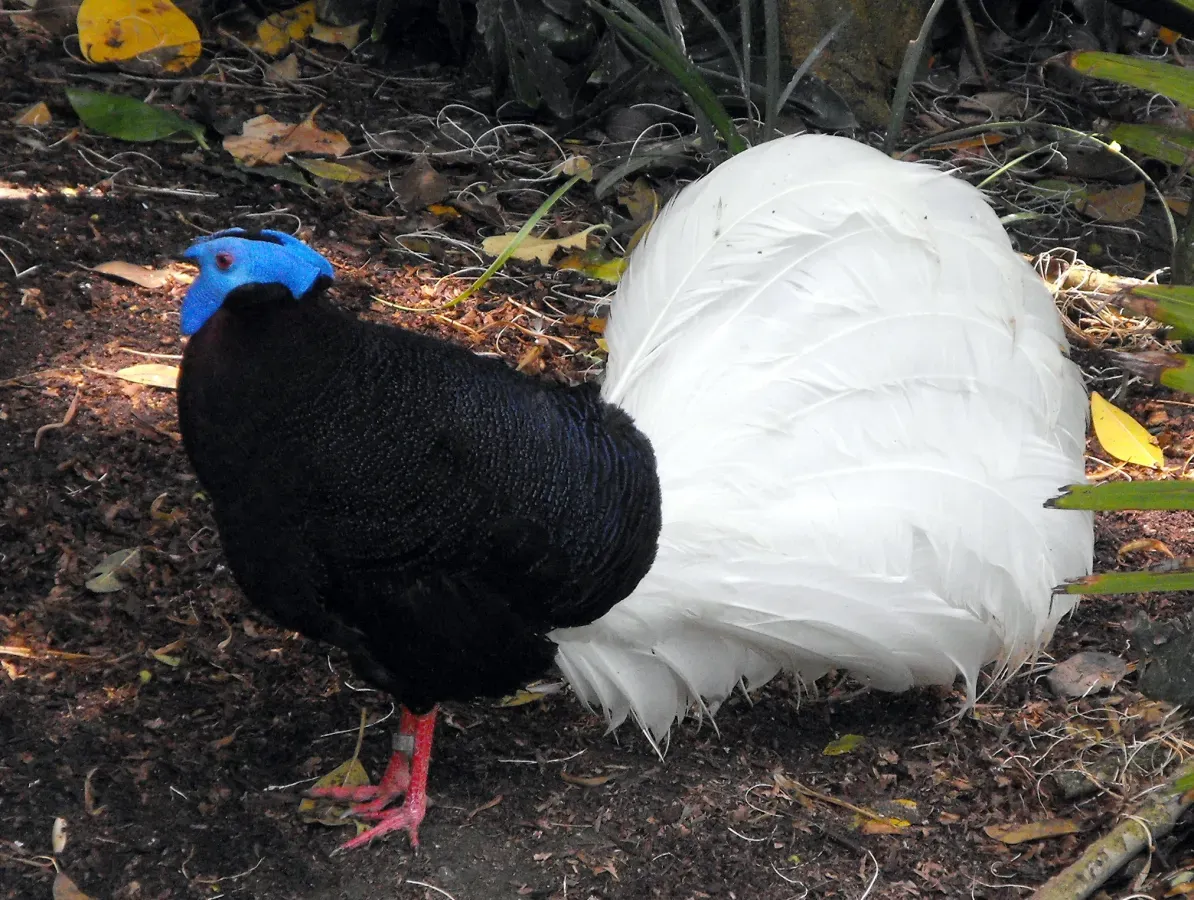 File:Lophura bulweri2.JPG
