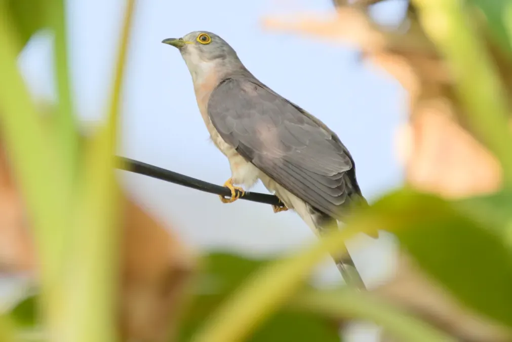 File:Common hawk-cuckoo (Hierococcyx varius) at Kairwaan gaon, Dehradun district 01.jpg