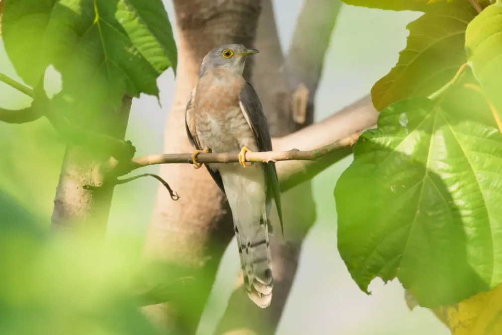 File:Common hawk-cuckoo (Hierococcyx varius) at Kairwaan gaon, Dehradun district 02.jpg