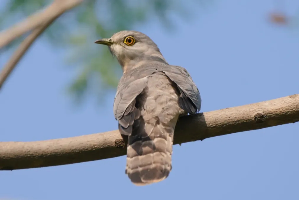 File:Common hawk-cuckoo (Hierococcyx varius) at Kairwaan gaon, Dehradun district 04.jpg
