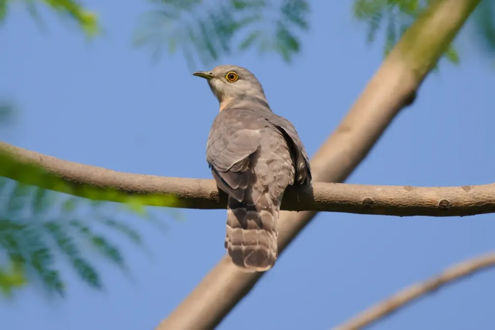 File:Common hawk-cuckoo (Hierococcyx varius) at Kairwaan gaon, Dehradun district 05.jpg