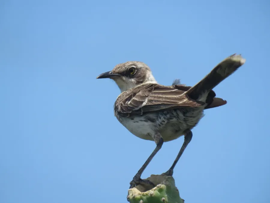 File:Mimus parvulus parvulus 125547360.jpg