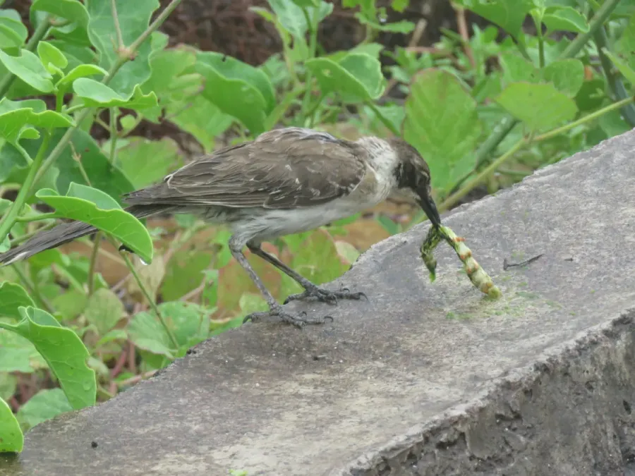 File:Mimus parvulus 124938996.jpg