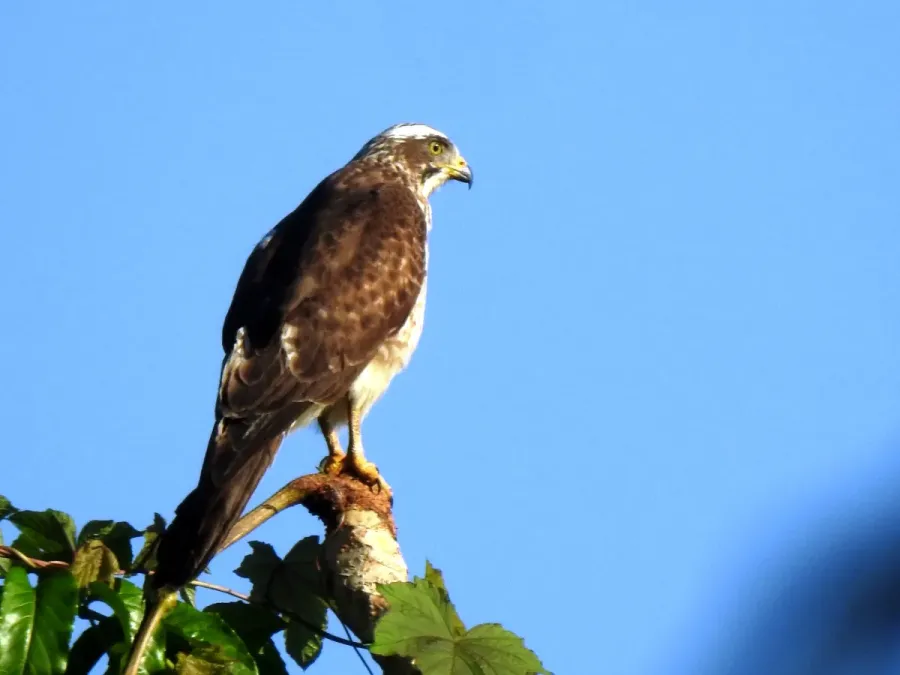 File:Butastur indicus 30114205.jpg