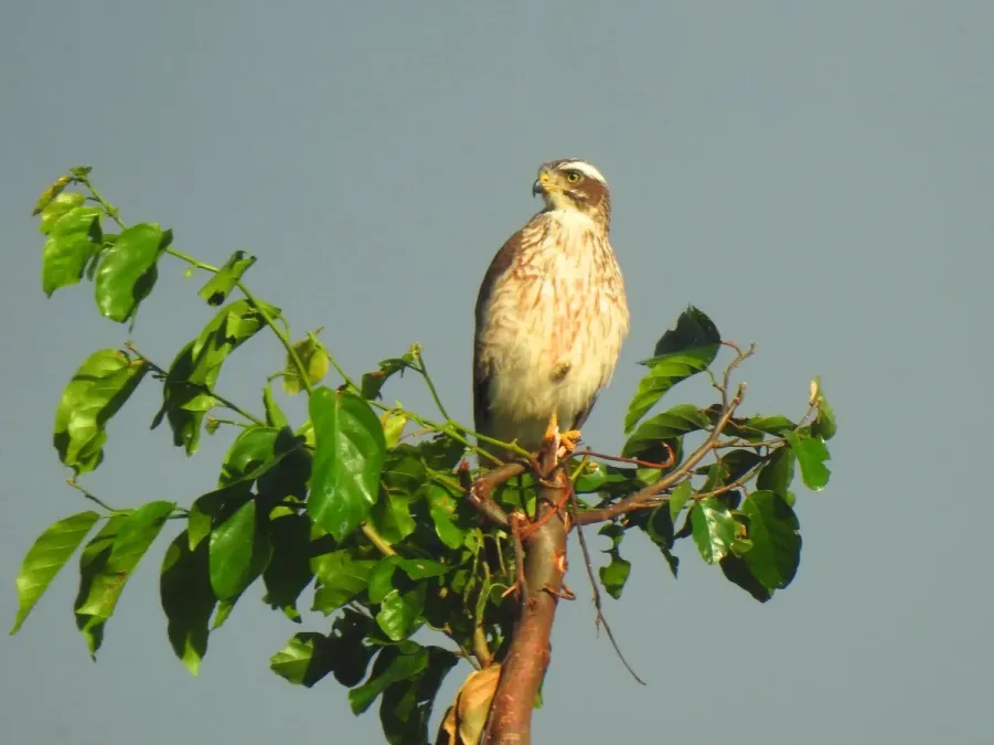 File:Butastur indicus 30114204.jpg