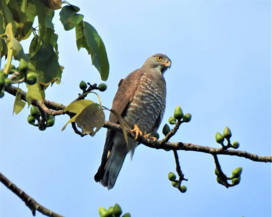 File:Butastur indicus 62273185.jpg