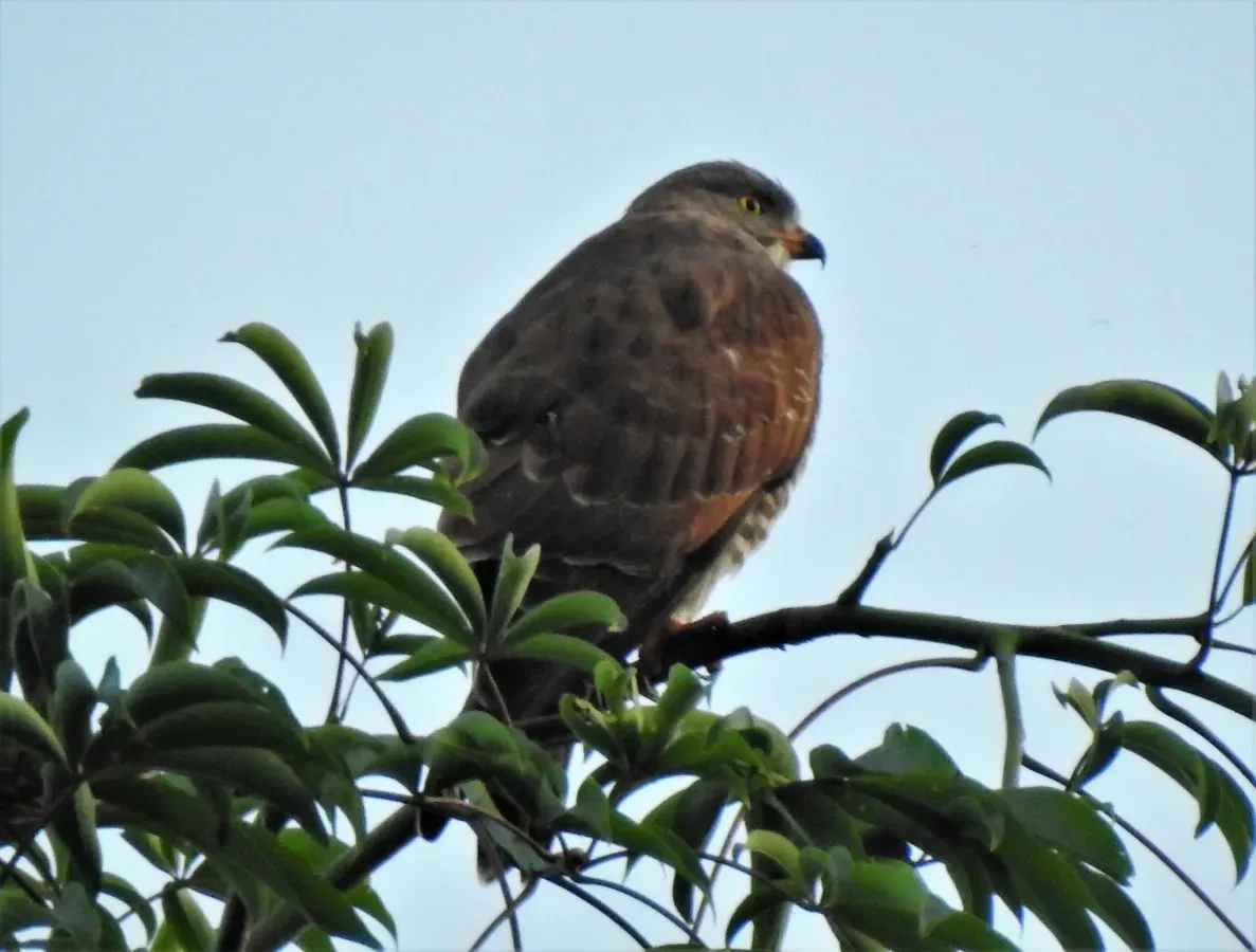 File:Butastur indicus 30197170.jpg