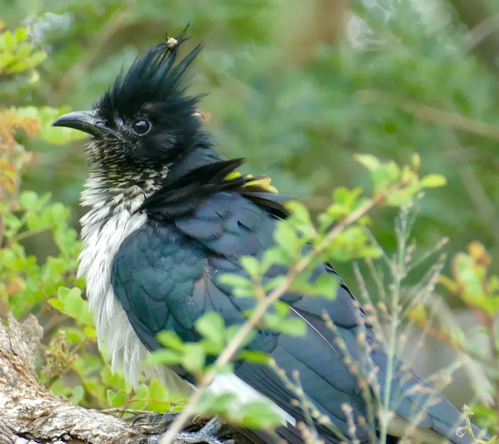 File:Levaillant's Cuckoo (Clamator levaillantii) (52007670693).jpg