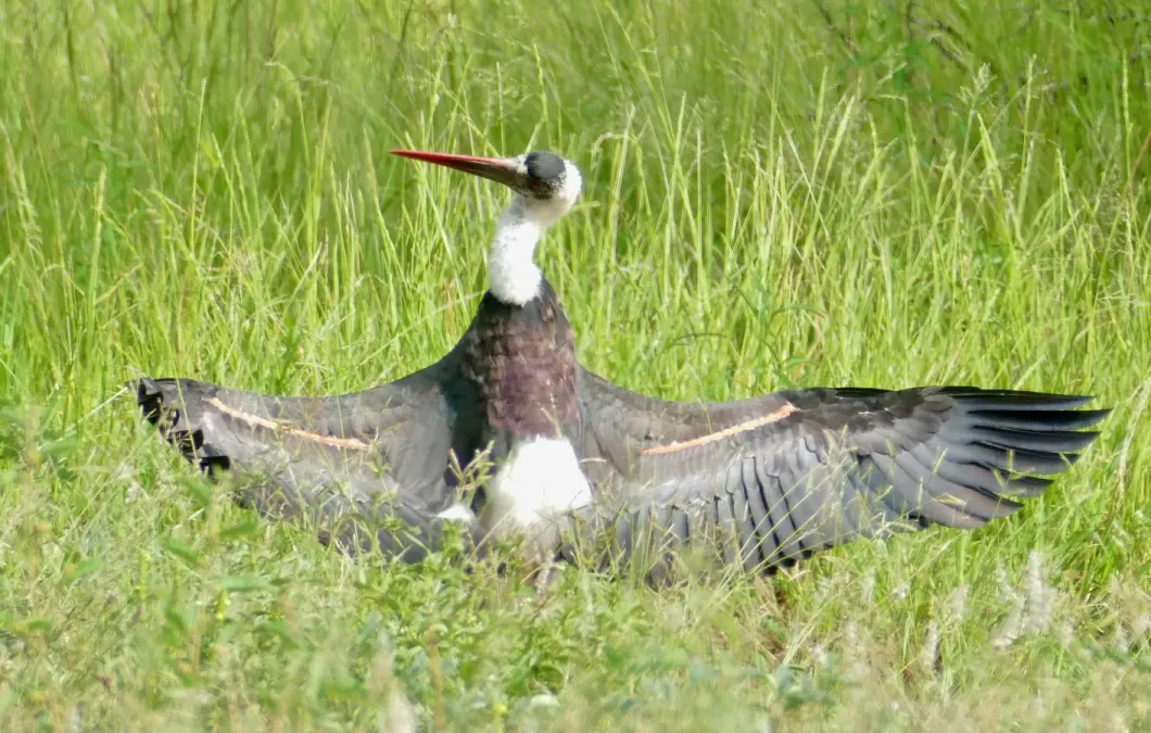 File:African Woolly-necked Stork (Ciconia microscelis), Kruger NP (52007859344).jpg