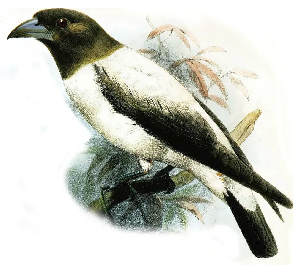 File:Artamus monachus.jpg