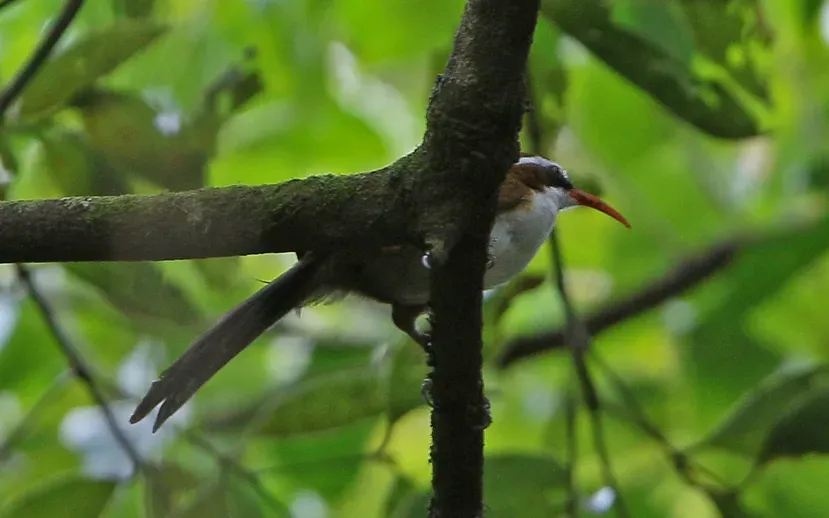 File:Pomatorhinus ochraceiceps 105776427 (cropped).jpg