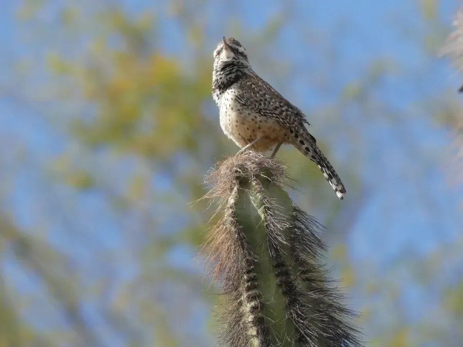 File:Campylorhynchus brunneicapillus - 2020.jpg