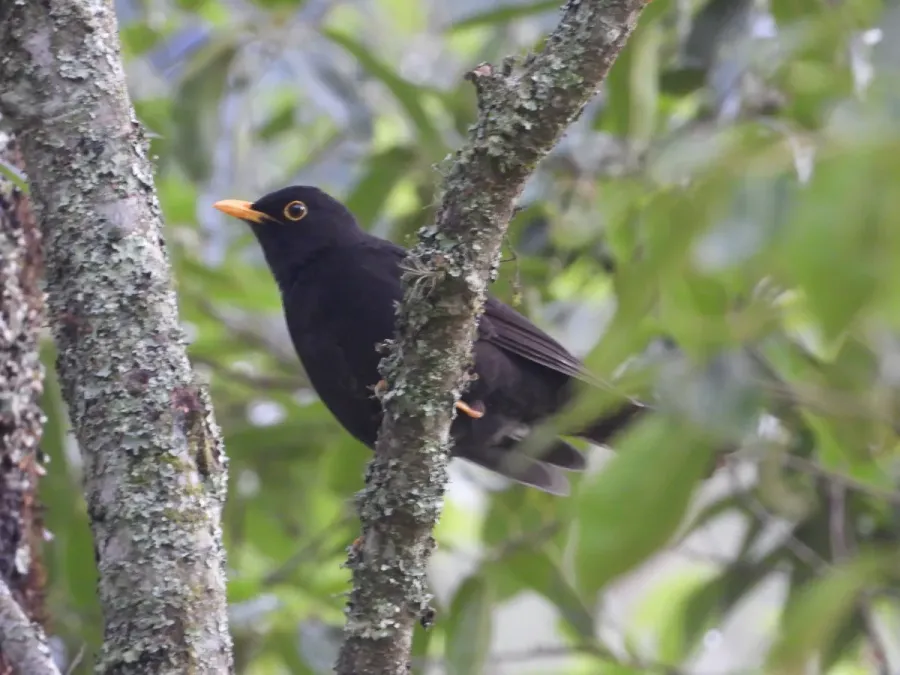 File:Turdus infuscatus 72406032.jpg