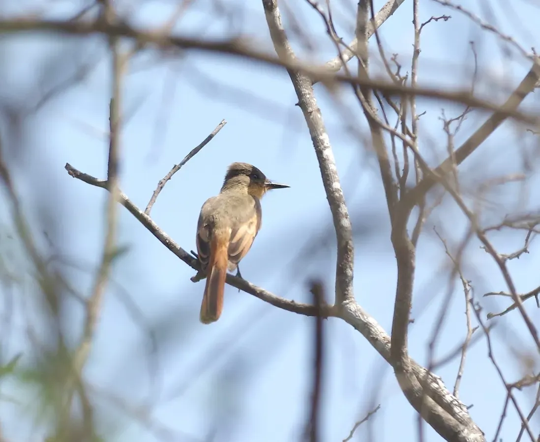 File:Myiarchus semirufus 55128146.jpg