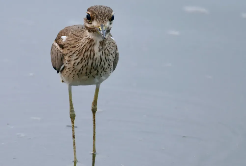 File:Water Thick-Knee (Burhinus vermiculatus) (52018201005).jpg