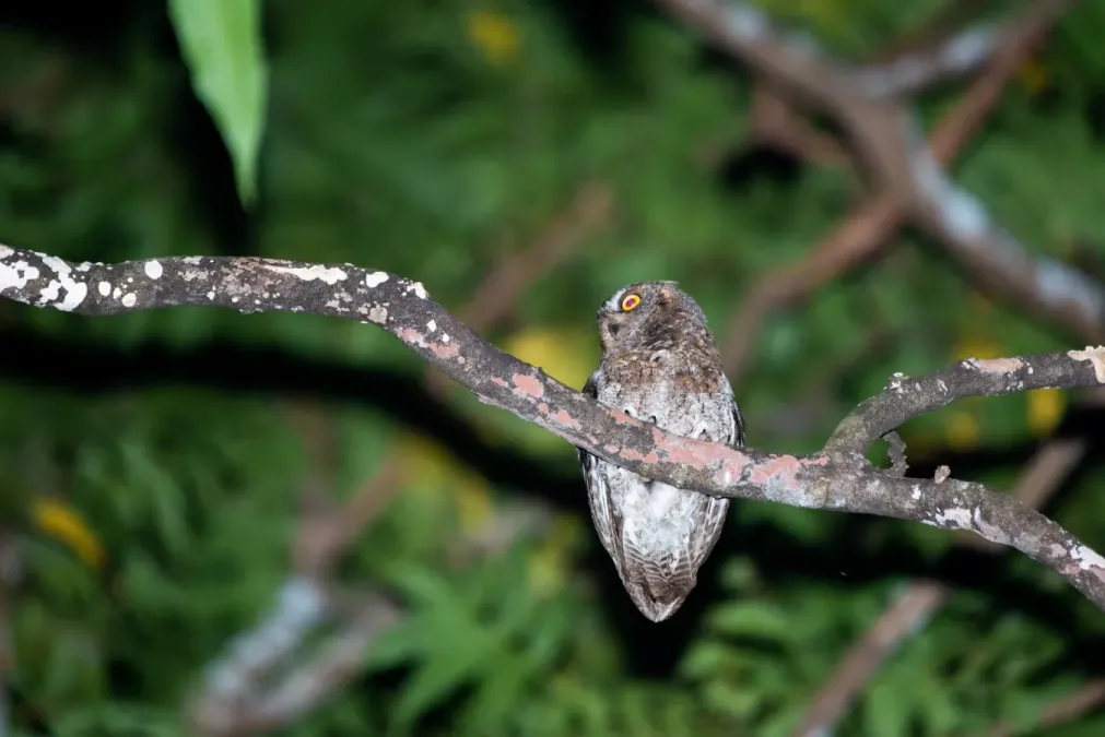 File:Otus elegans botelensis imported from iNaturalist photo 45117522 on 21 April 2022.jpg