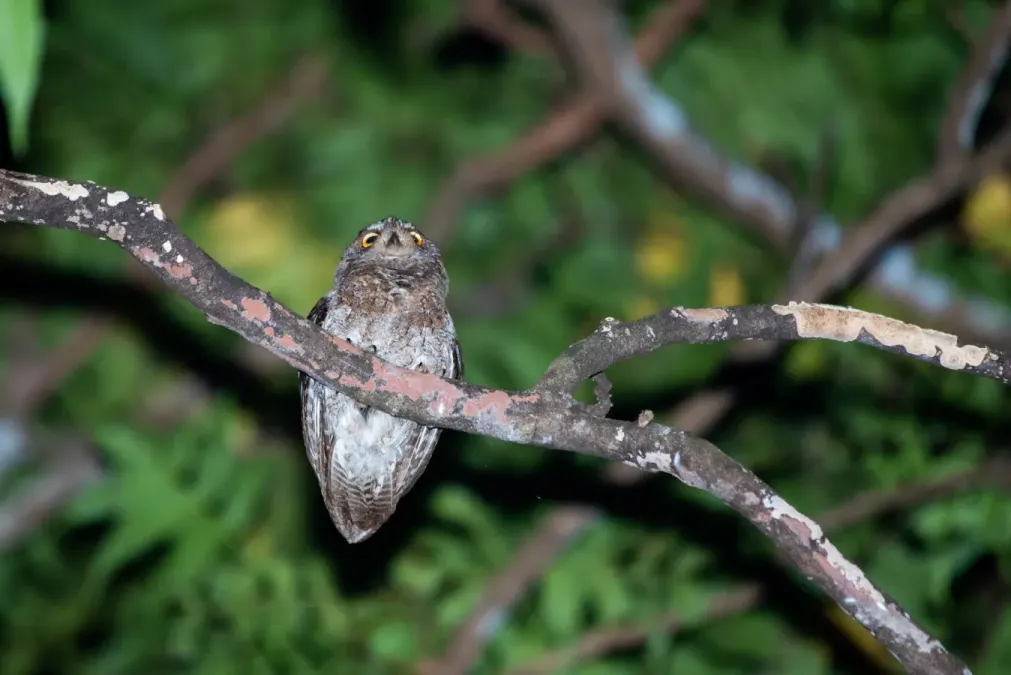 File:Otus elegans botelensis 45117517.jpg