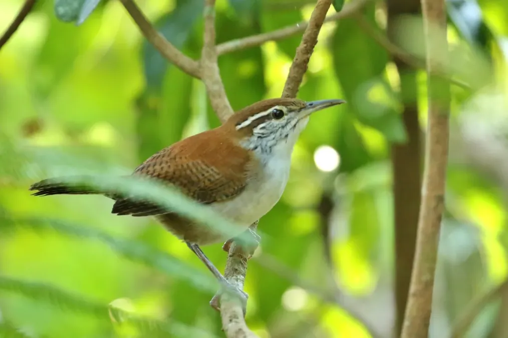 File:Thryophilus rufalbus 29837484.jpg