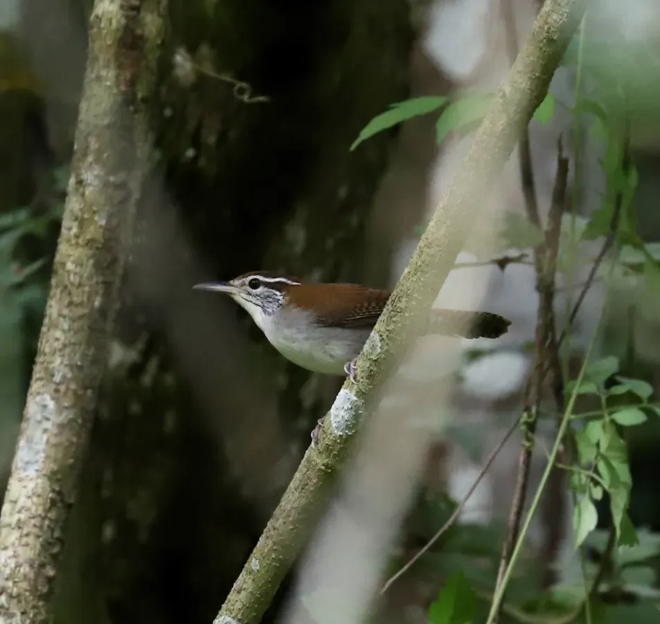 File:Thryophilus rufalbus 28874420.jpg