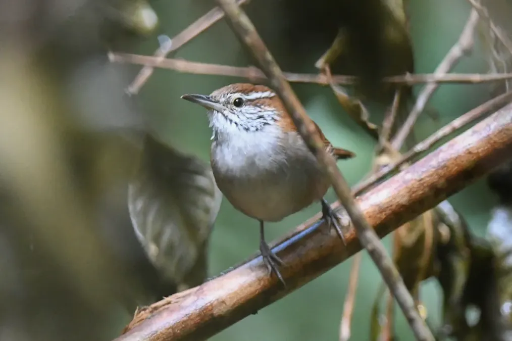 File:Thryophilus rufalbus 178610949.jpg