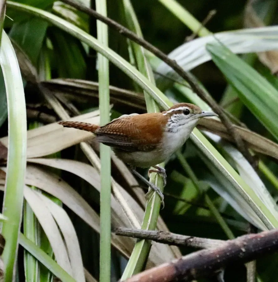 File:Thryophilus rufalbus 39065696.jpg