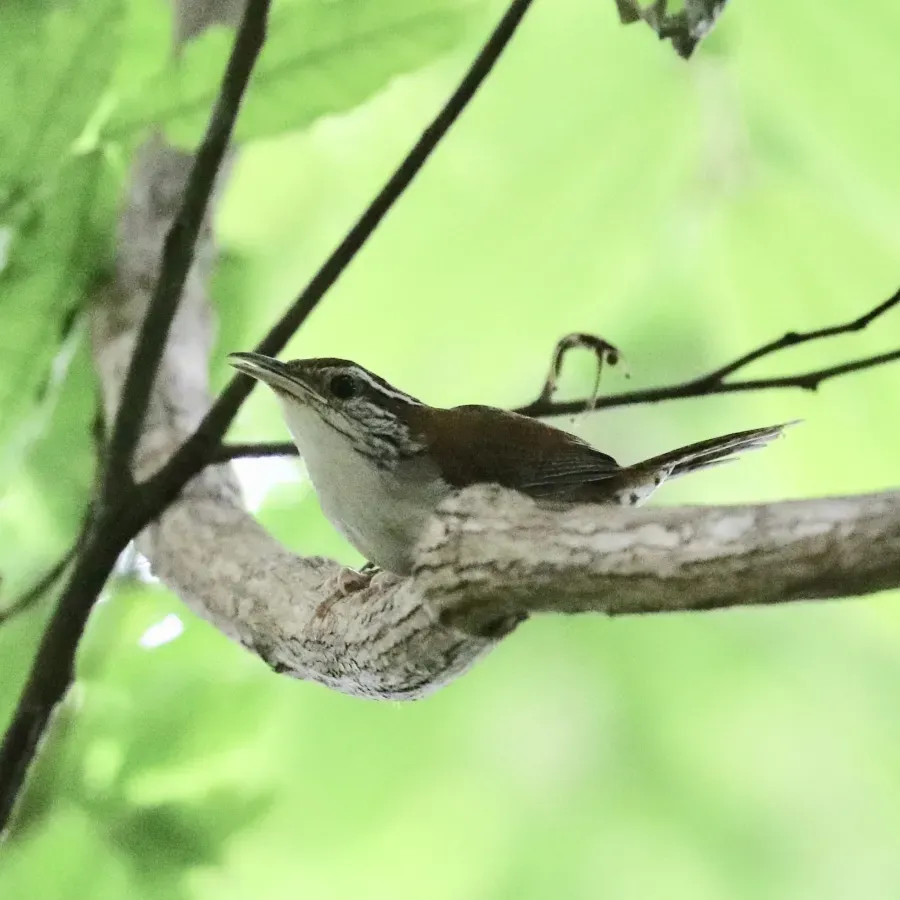 File:Thryophilus rufalbus 42528702.jpg
