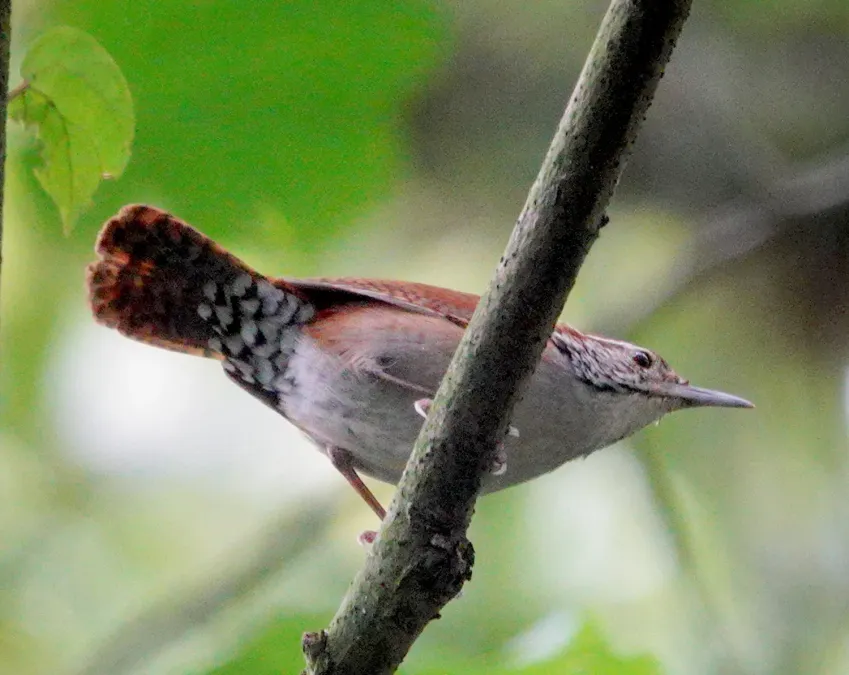 File:Thryophilus rufalbus 185914147.jpg