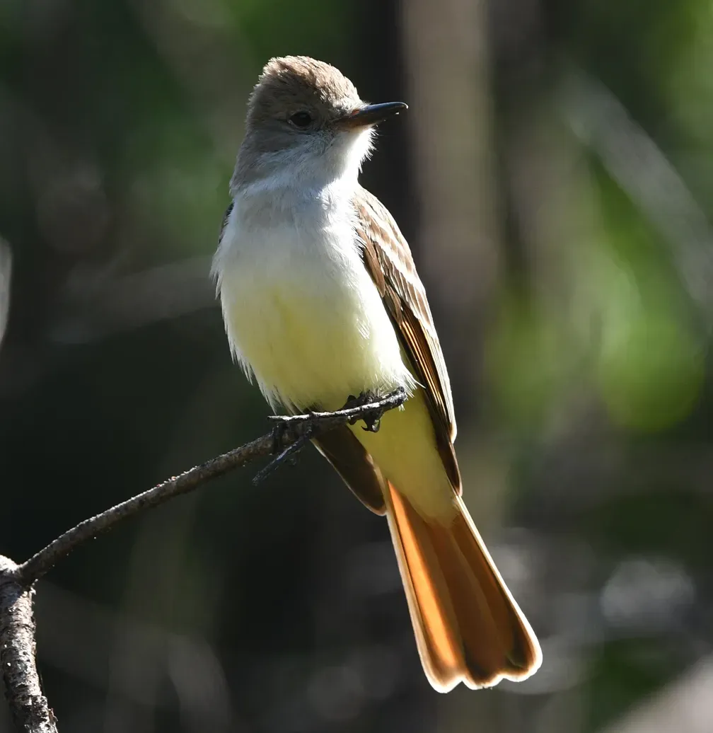File:Myiarchus cinerascens 189923694.jpg