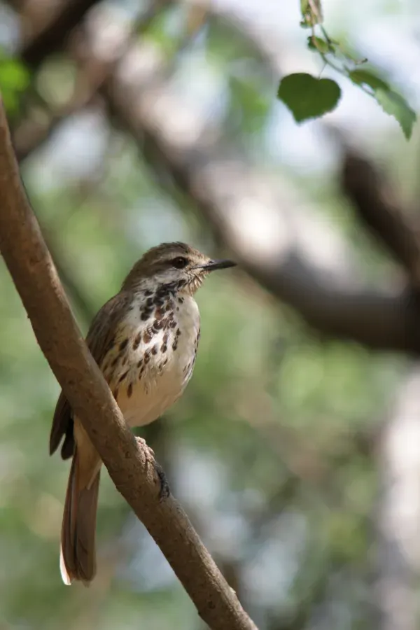 File:Cichladusa guttata -near Baringo Lake, Kenya-8.jpg