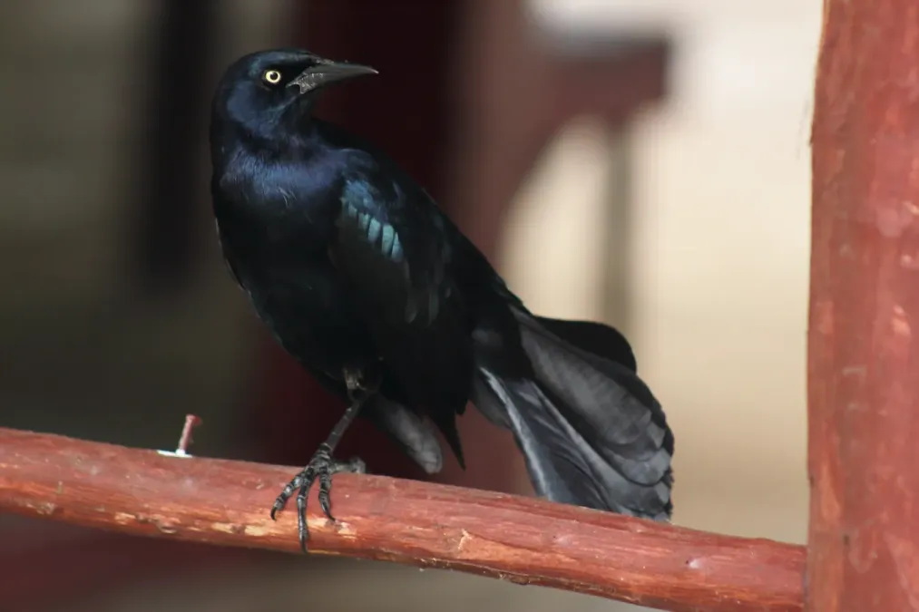 File:Greater Antillean grackle (Quiscalus niger), Cuba, 2021.jpg